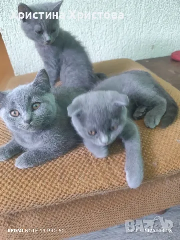 британски котенца , снимка 4 - Британска късокосместа - 55419414