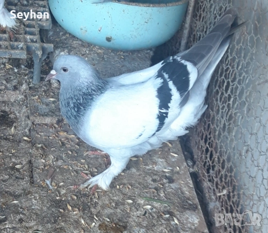 Гълъби мардини, снимка 2 - Гълъби - 54681735