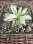 Рядка Вариегатна Хавортия (Haworthia retusa f. variegata) – Колекционерска, снимка 1