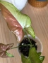 Syngonium Pink Salmon , снимка 2