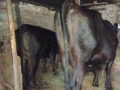 крави за кланее, снимка 3