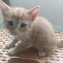 Подаряват се 5 котета домашни, снимка 4