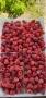 Разсад ягоди, снимка 4