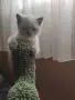 Британски котенца, снимка 2