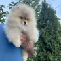 Померан мини померанче, снимка 2