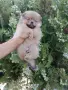 Момче и момиче. Померани. , снимка 6