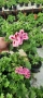 КРАЛСКО МУШКАТО( Pelargonium grandiflorum). – богато цъфтящо и ефектно в саксия ф 10,5 см, снимка 8