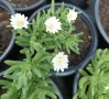 🩷🌿🌸 Делосперма/Delosperma, снимка 4