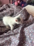 Подарявам котенца!, снимка 2