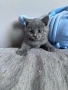 Чистокръвни британски котенца , снимка 1