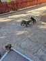 prodavam frenski buldocheta , снимка 2