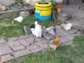  8 броя кокошки копринки, снимка 2