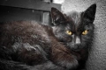 Ръчнофокусен Обектив за Sony E-Mount SG Image 25mm f/1.8 за APS-C, снимка 7