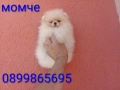 Женски Померан на 3 месеца. Реални снимки от 15.06.26 г. , снимка 4