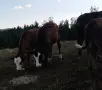 месодайни телета , снимка 3