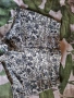Къси панталонки H&M , снимка 2