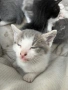 Подарявам малки котенца на  1 месец, снимка 9