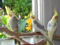 Папагали Корела Топ качество , снимка 1