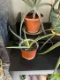 Продавам Алое Вера (Aloe Vera) , снимка 4