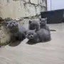 British Shorthair 61 дена, снимка 5
