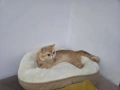 Персийска котка, снимка 1