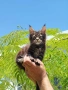 Коте Мейн Кун , снимка 2