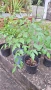 Продавам декоративно растение Китайски мехурник (Koelreuteria paniculata), снимка 5