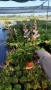 Астилбе, Astilbe, многогодишно за сянка!!, снимка 10