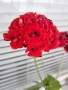 Мушкато(Red Sibil), снимка 4