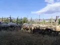 Продавам малко стадо овце, снимка 3