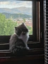 Персийски Котенца !!!, снимка 6