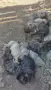 Свободни Кангали линия Чапар ., снимка 4