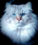 Невски маскарадни котенца , снимка 3