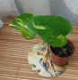 Мини растения - епипремнуми, дяволски бръшлян,монстера, сингониум, фикус бенджамин, снимка 6