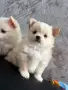 Pomeran mini pimeran, снимка 3