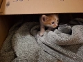 Подаряваме мъжко коте, снимка 3