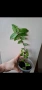 Традесканция, callisia soconuscensis Dragon Tail, снимка 1