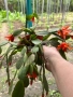 Продавам цветя, снимка 2