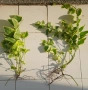 Пъстра зеленика Vinca major Variegata, снимка 3