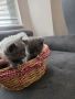 Шотландски и британски котета, снимка 1