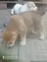 Свободни две женски , снимка 2