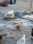 Свободни патици Враца, Мездра , снимка 3