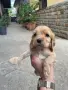 Кокер Шпаньолчета, снимка 1
