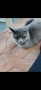 Британска котка, снимка 2