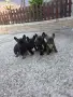 Френски булдог топ качество, снимка 2