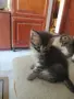 Красиви, игриви,  социални домашни котета., снимка 1