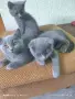 британски котенца , снимка 4