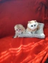 Супер Цена .Елитни Котенца, снимка 3