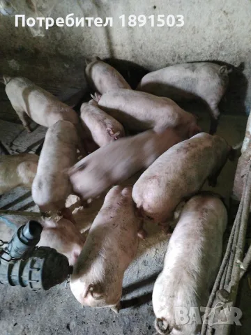 Малки прасета…., снимка 2 - Прасета - 55598863