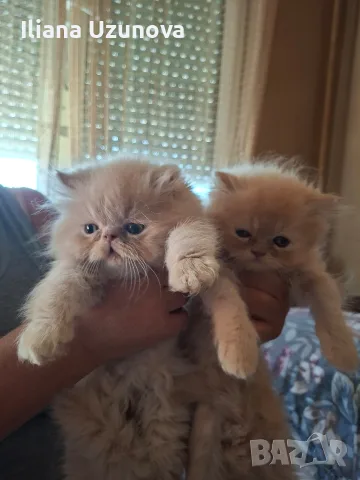 Уникални персийски котенца , снимка 3 - Персийска - 55472475